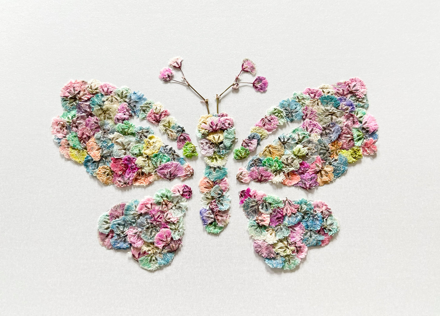 Original Pressed Gypsophila Animal Range - 'Butterfly'