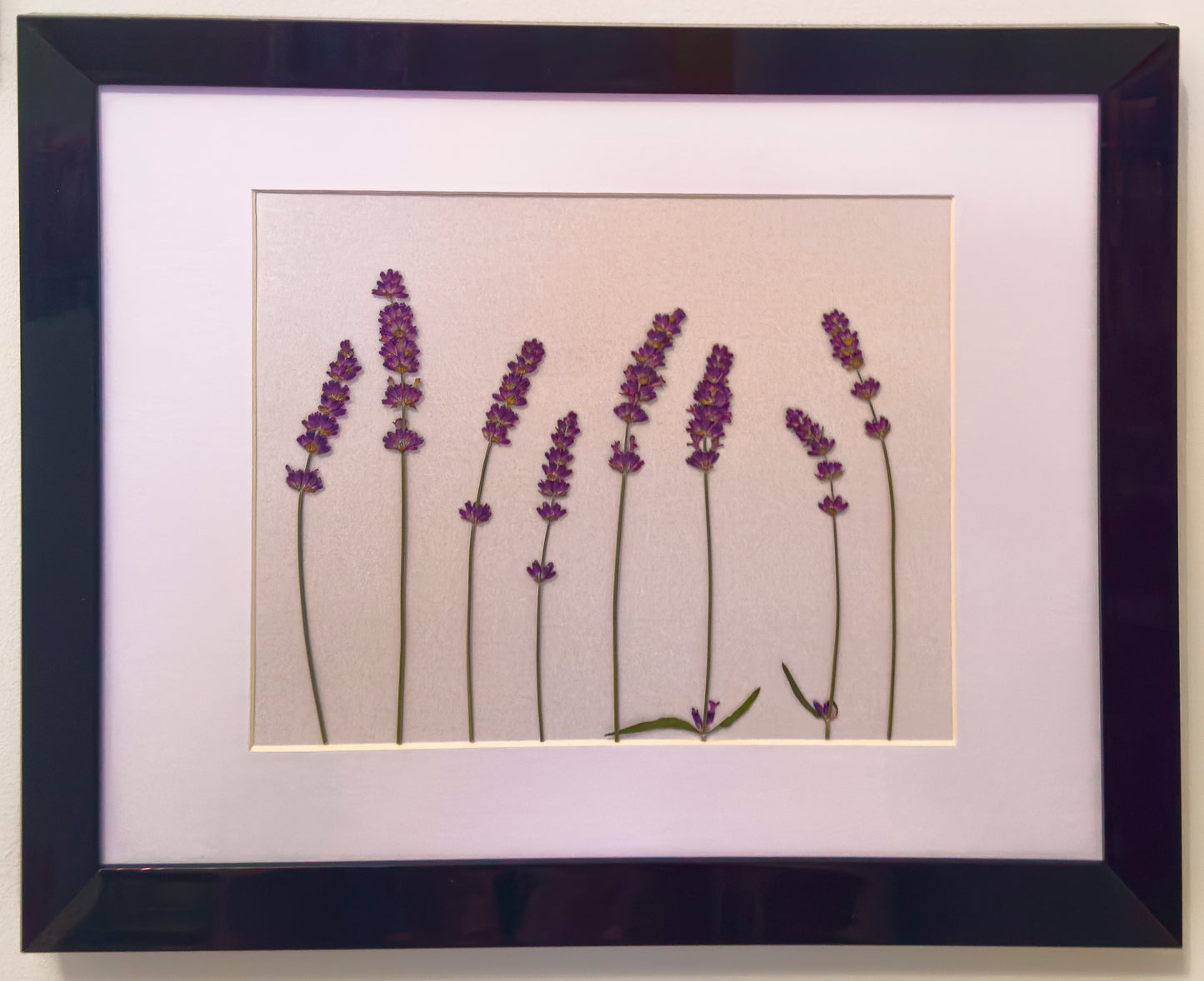 Original Real Pressed Lavender - Mounted and Framed